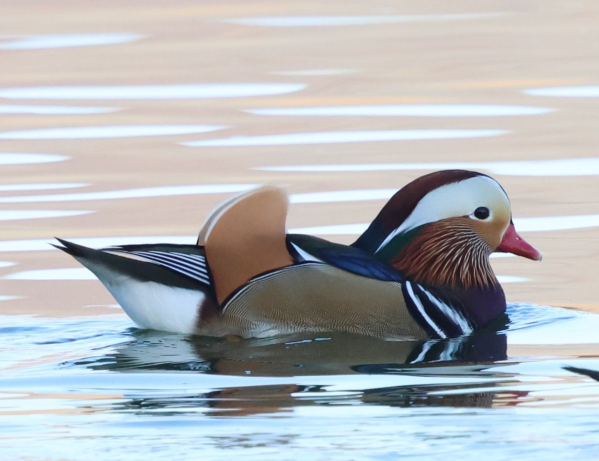 Mandarin Duck - ML641531924