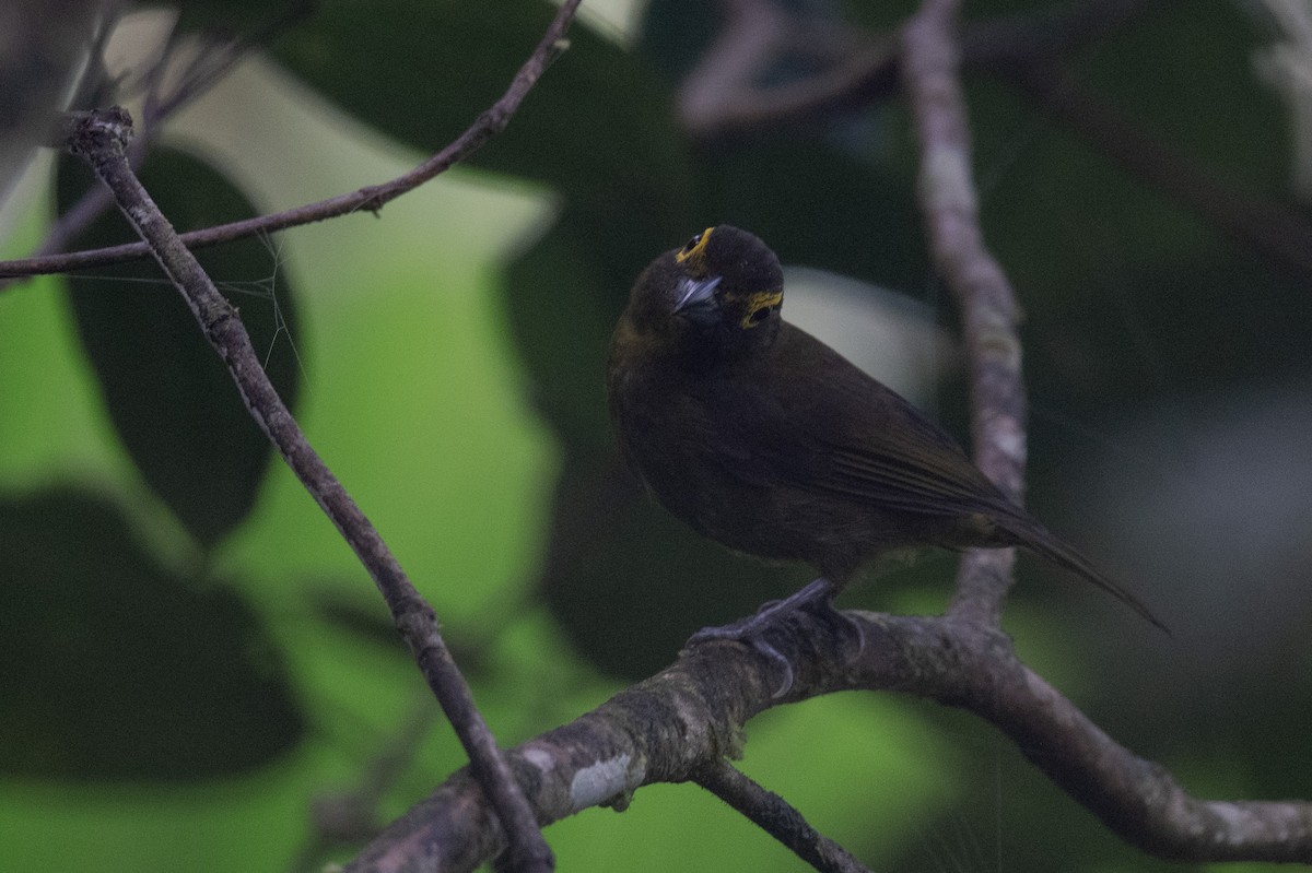 Lemon-spectacled Tanager - ML641531949