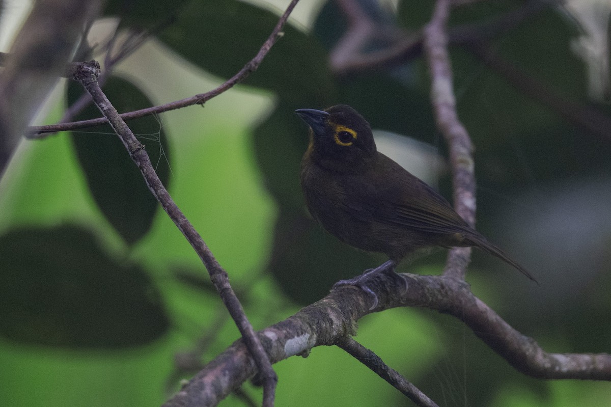 Lemon-spectacled Tanager - ML641531950