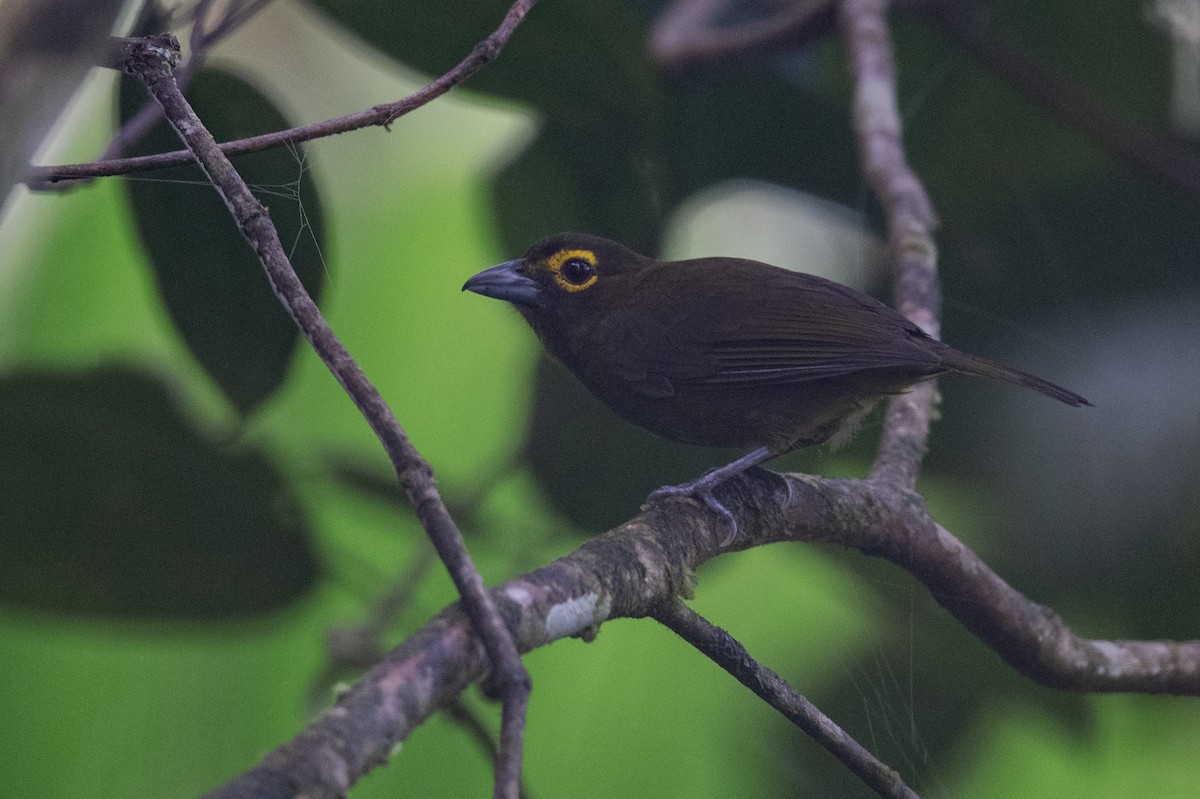 Lemon-spectacled Tanager - ML641531951