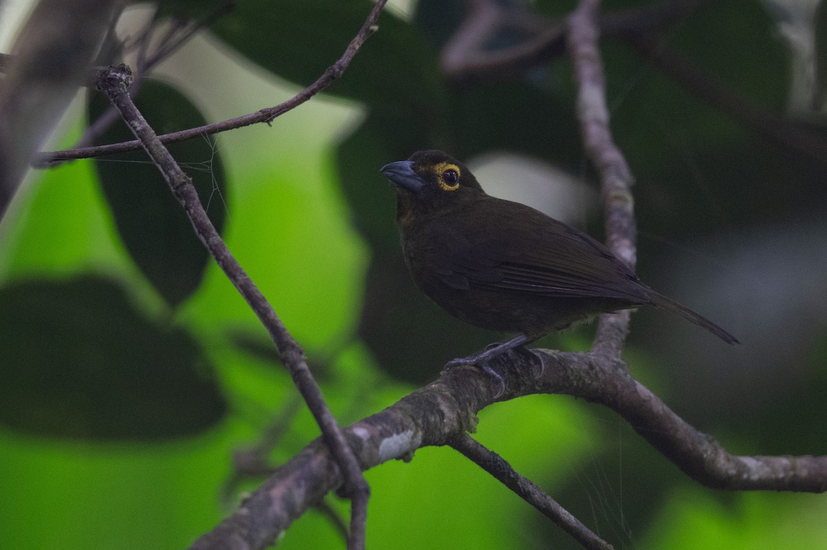 Lemon-spectacled Tanager - ML641531952