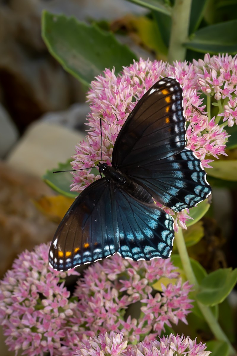 Red-spotted Purple - ML641531962