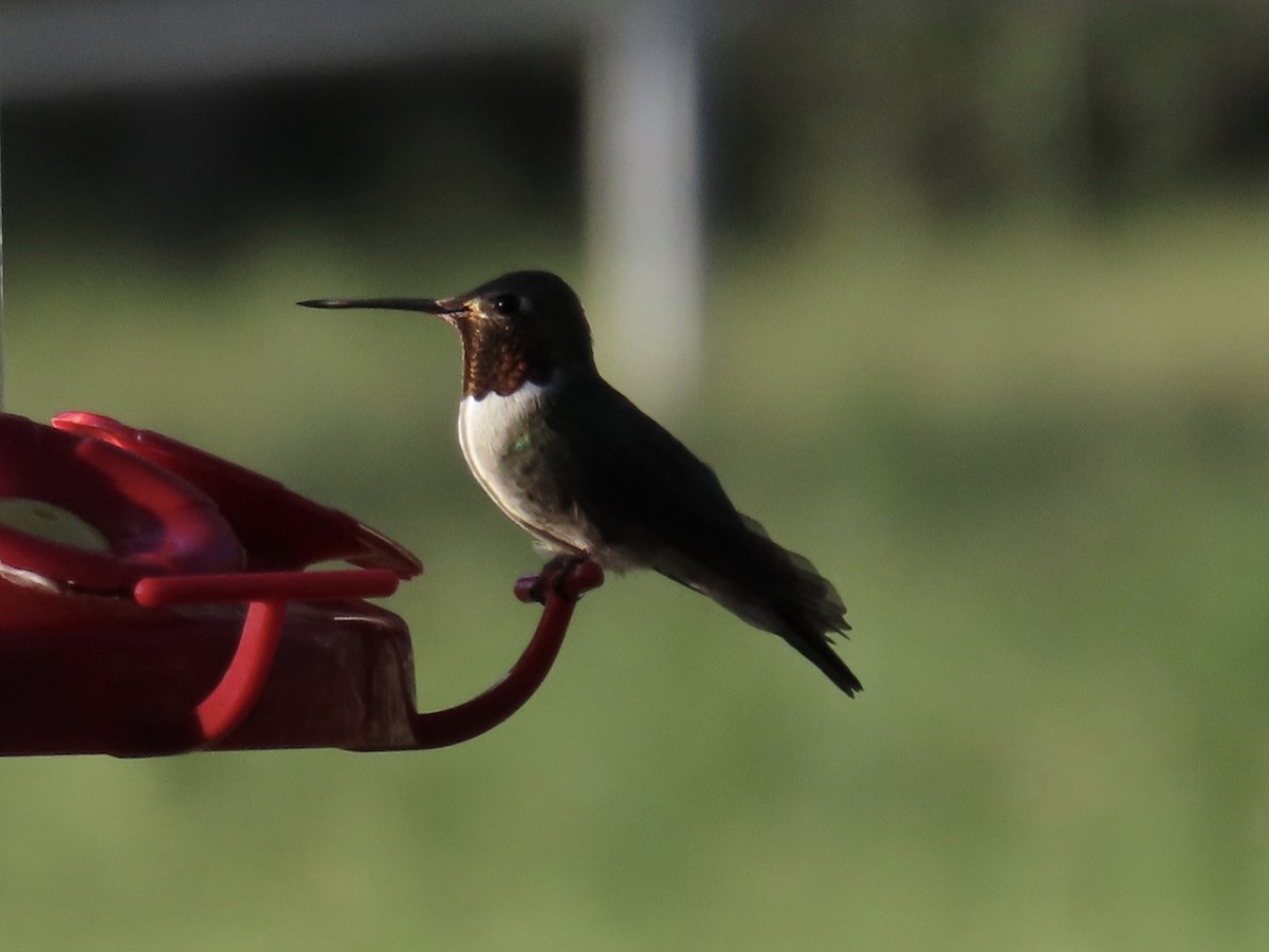 Broad-tailed Hummingbird - ML641531967
