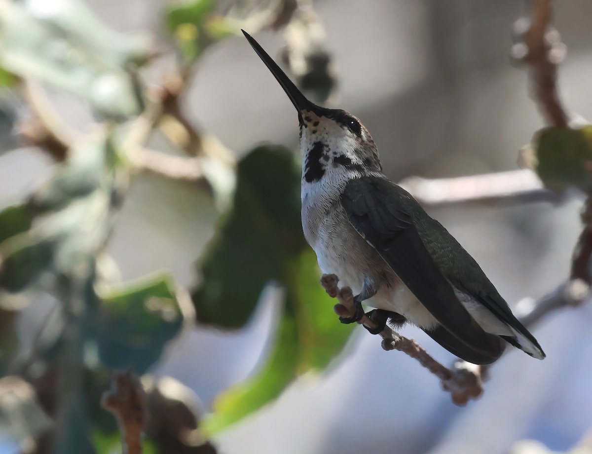 Black-chinned Hummingbird - ML641531982