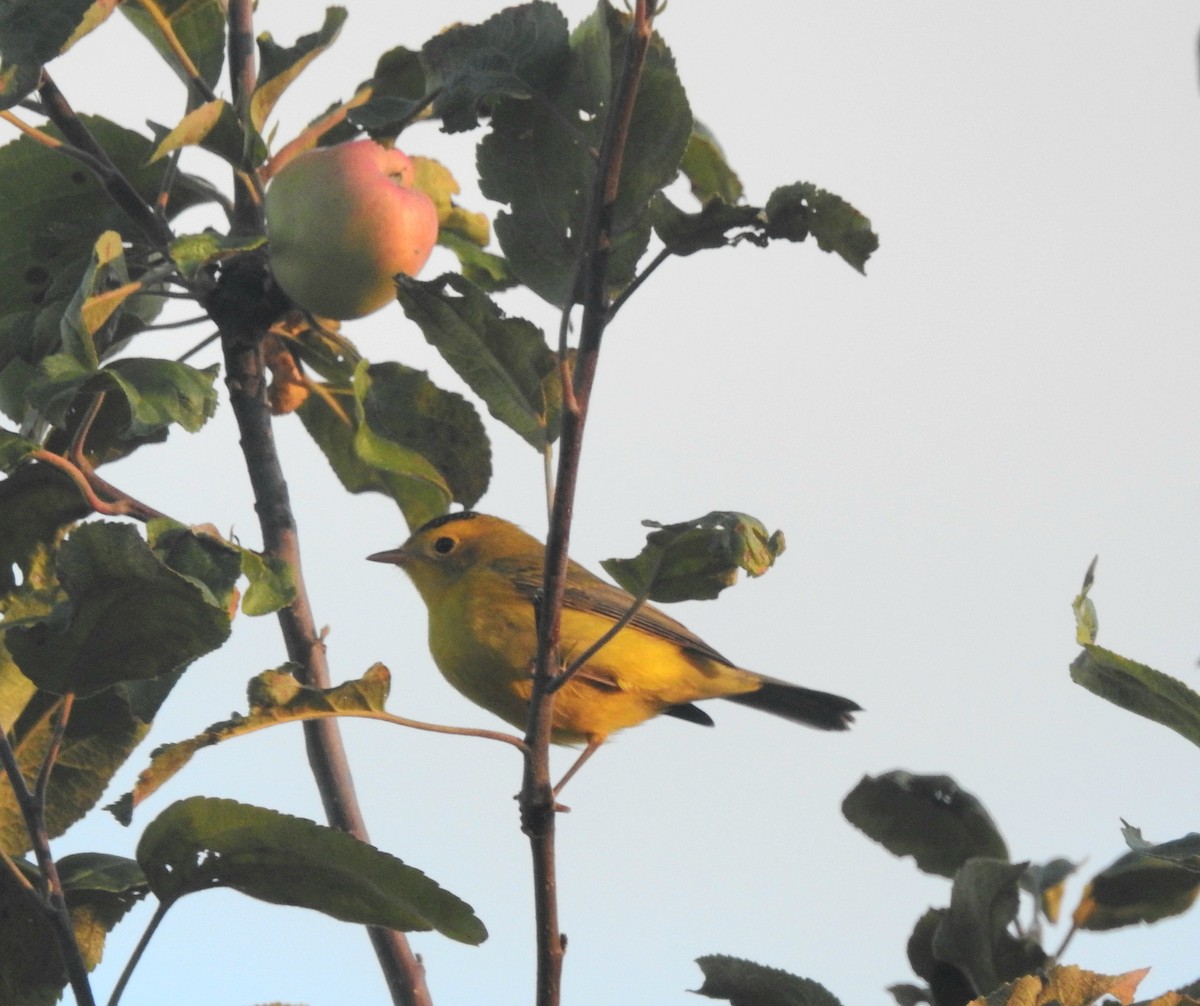 Wilson's Warbler - ML641531983