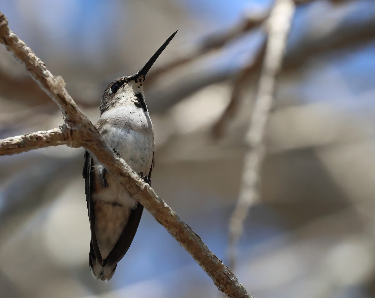 Black-chinned Hummingbird - ML641531984