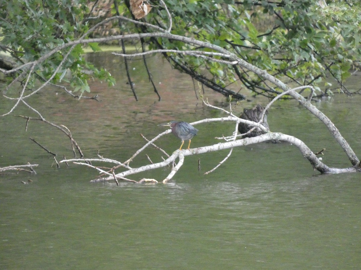 Green Heron - ML641532037