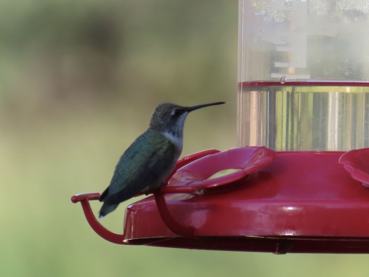 Black-chinned Hummingbird - ML641532046