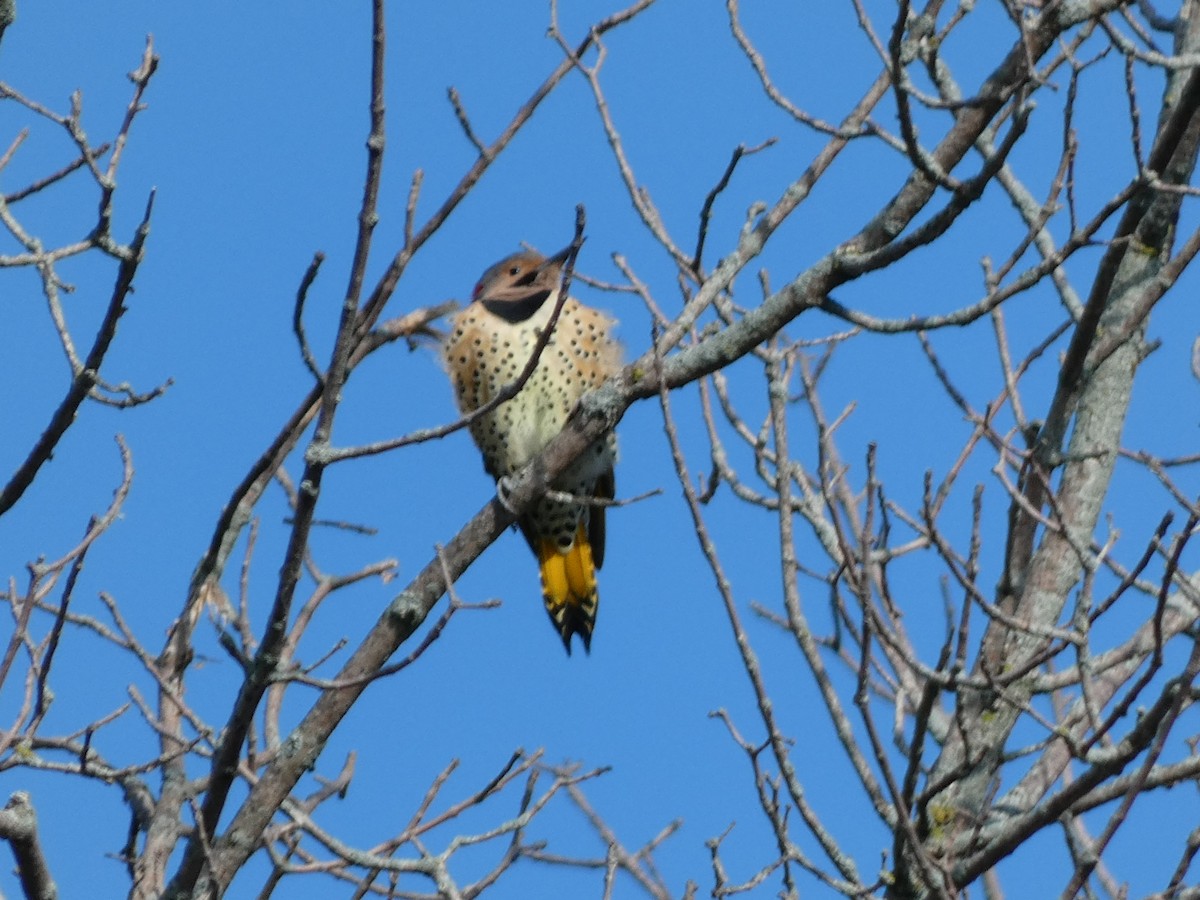 Northern Flicker - ML641532055