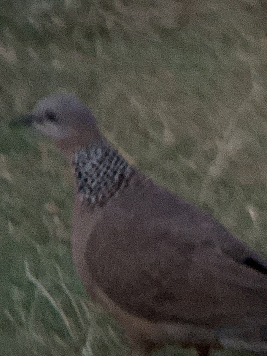 Spotted Dove - ML641532063