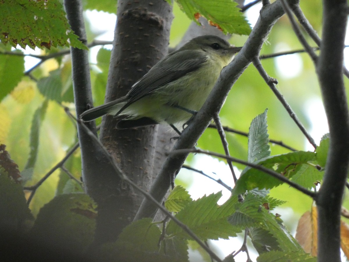 Philadelphia Vireo - ML641532068