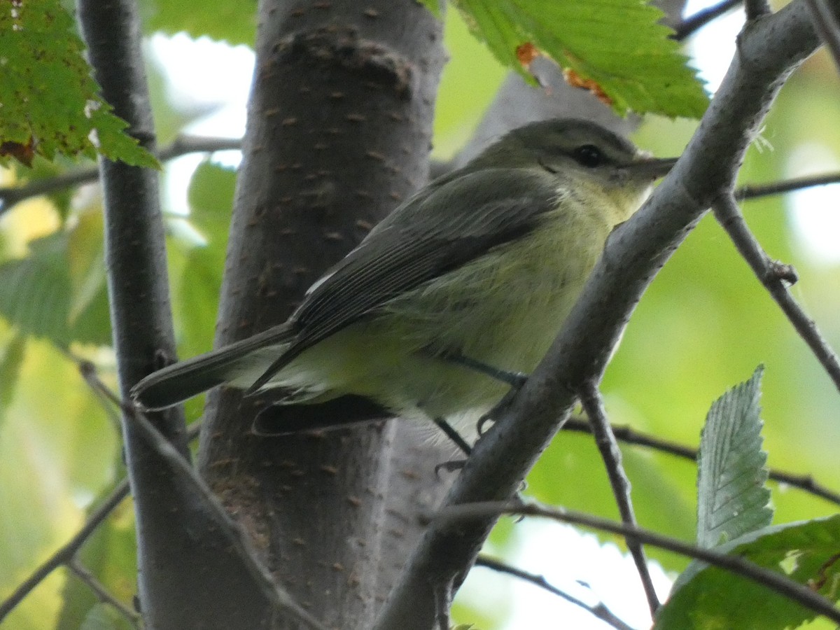 Philadelphia Vireo - ML641532084