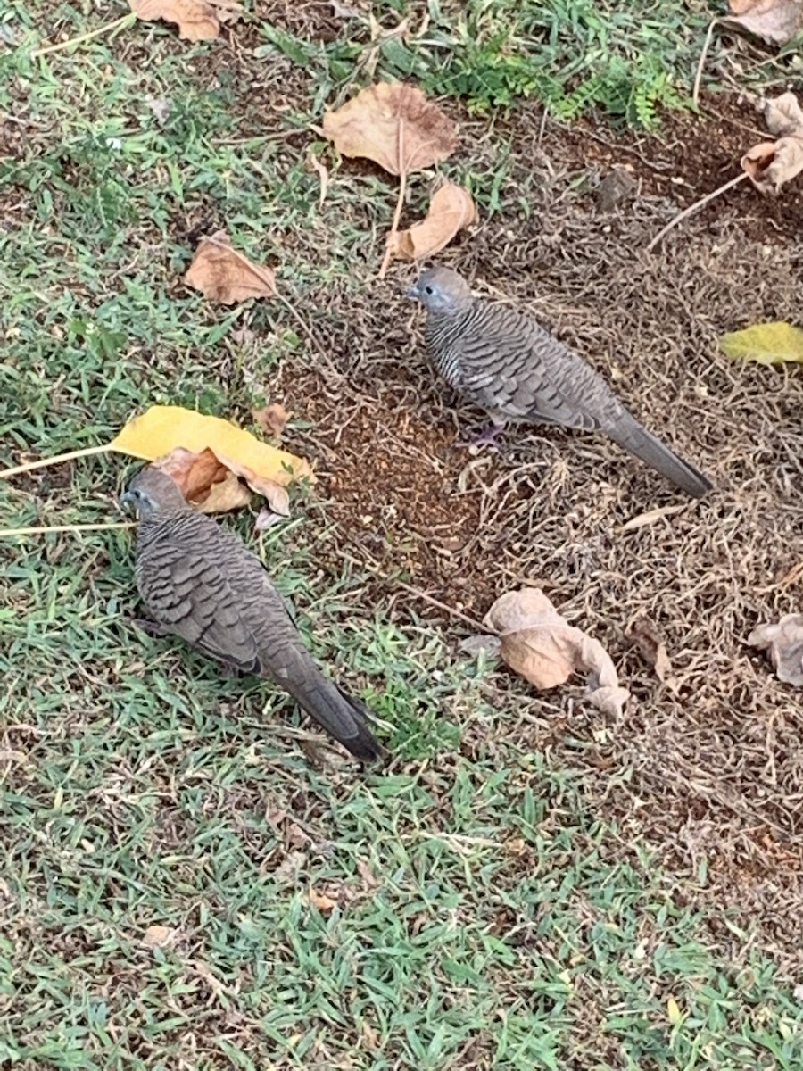 Zebra Dove - ML641532085