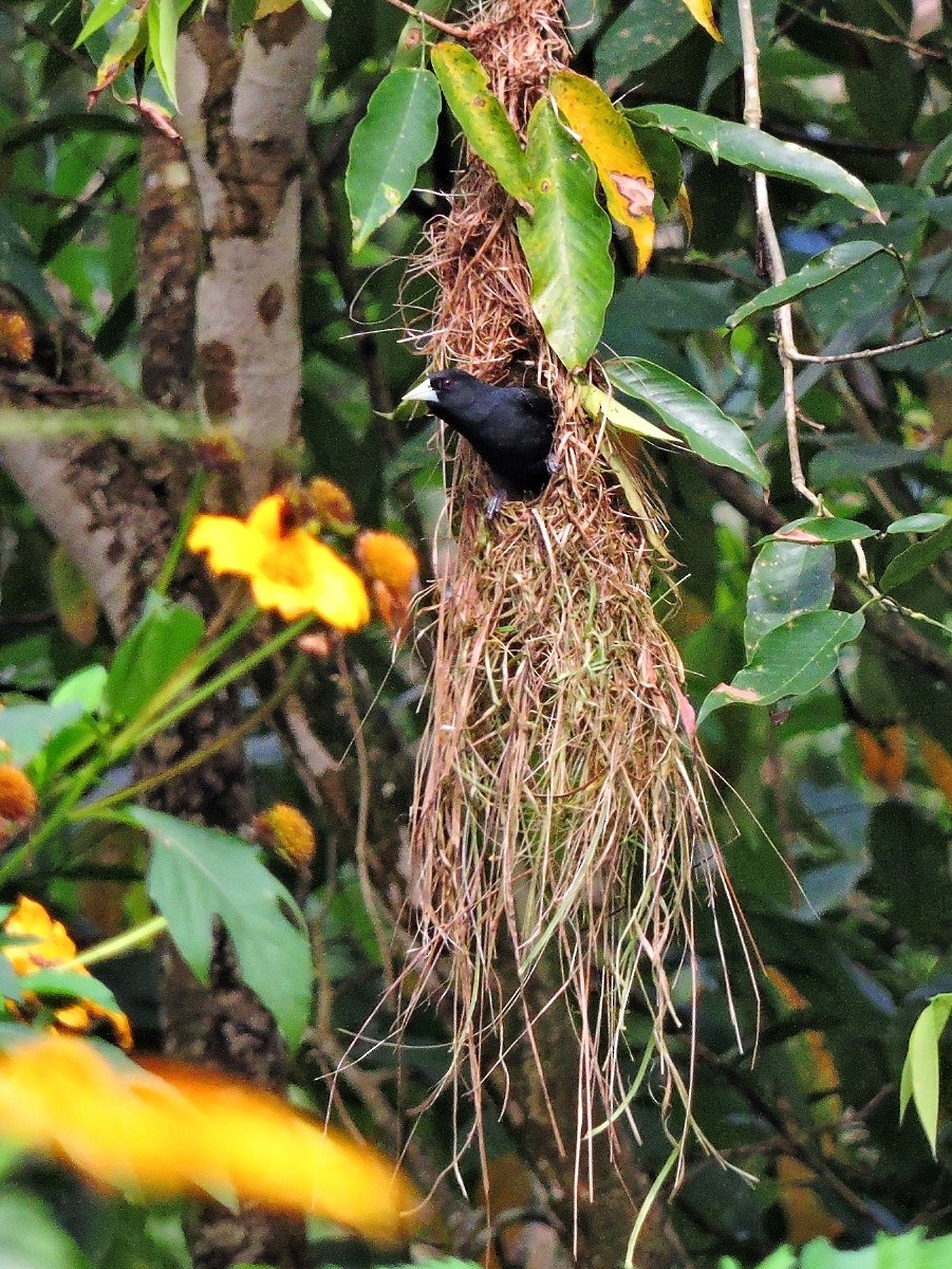 Solitary Black Cacique - ML641532086