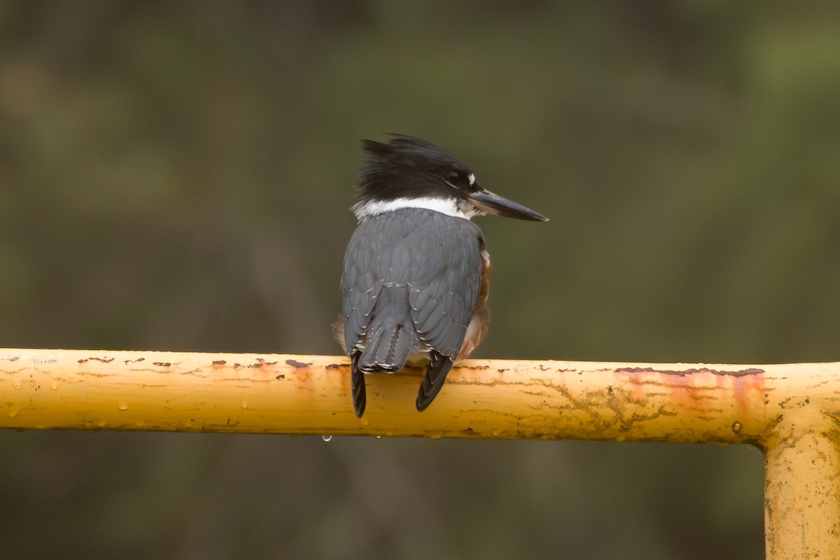 Belted Kingfisher - ML641532090
