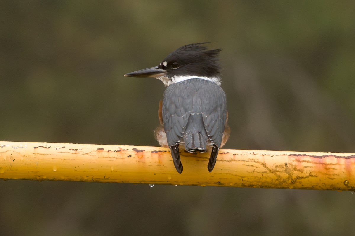 Belted Kingfisher - ML641532091