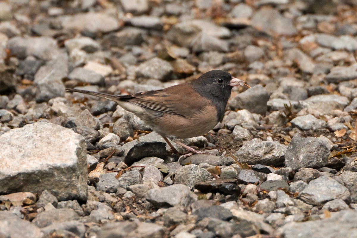 Dark-eyed Junco - ML641532093