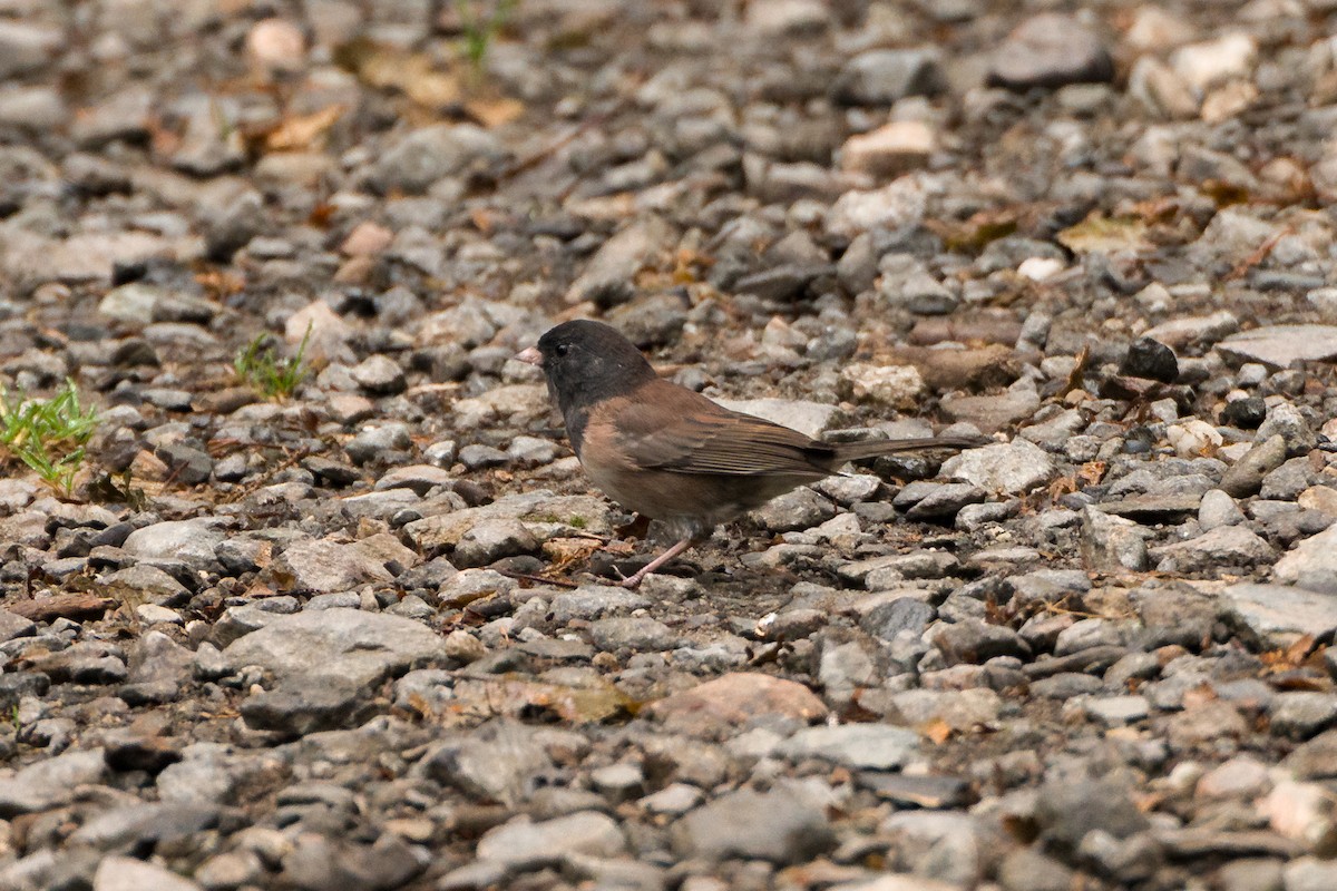 Dark-eyed Junco - ML641532094