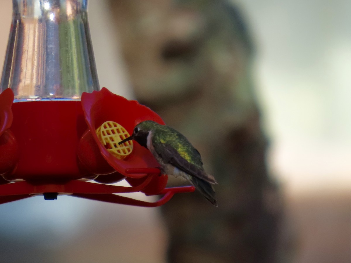Broad-tailed Hummingbird - ML641532104
