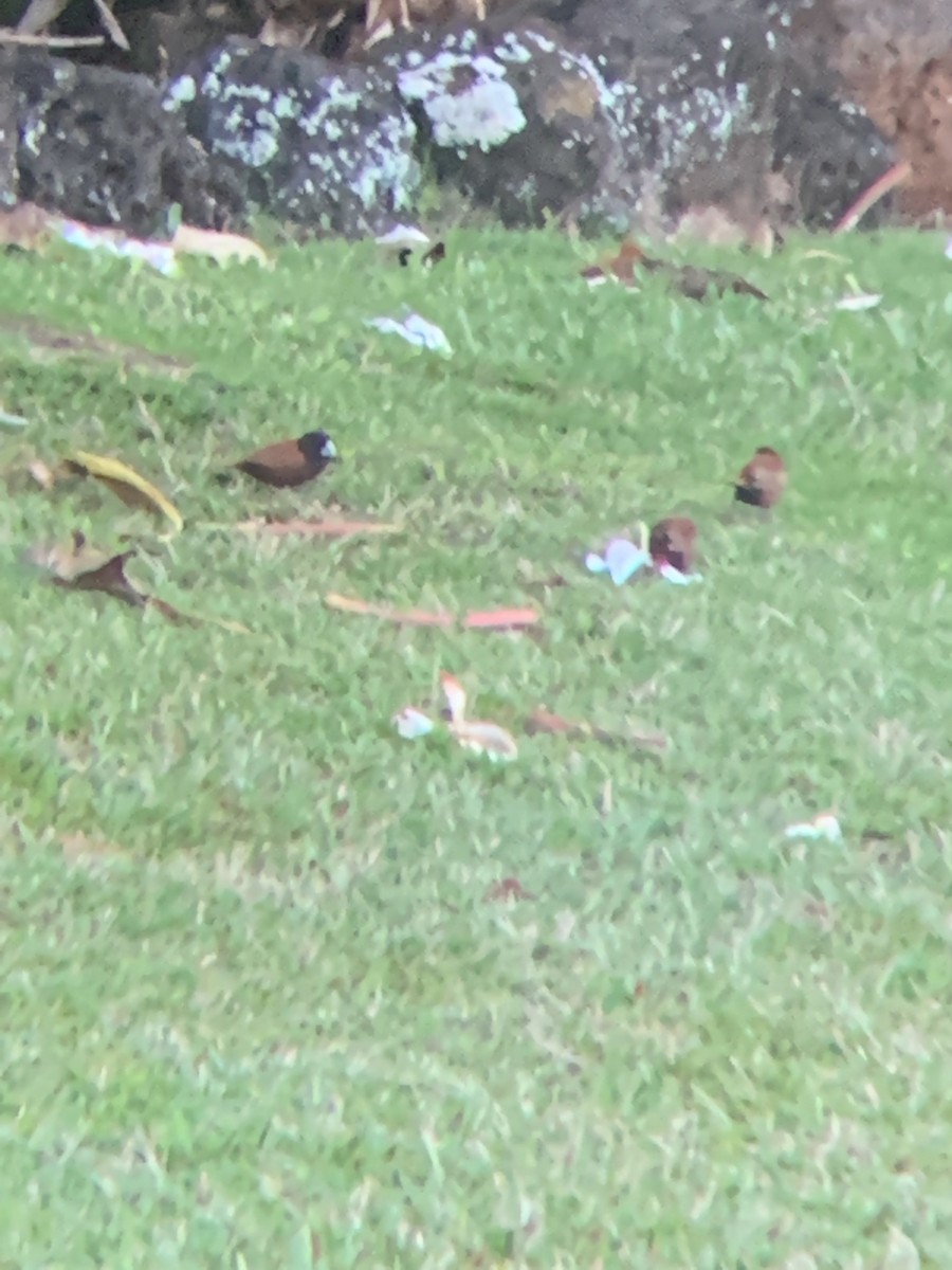 Chestnut Munia - ML641532108