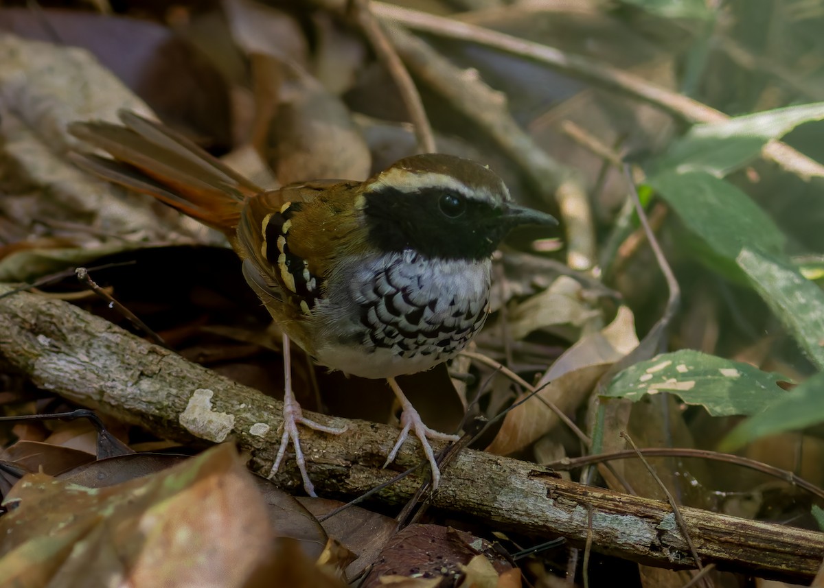 White-bibbed Antbird - ML641532127