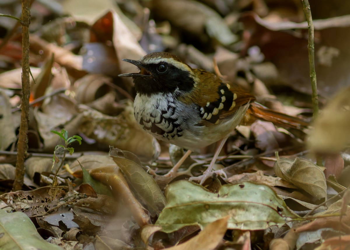 White-bibbed Antbird - ML641532128