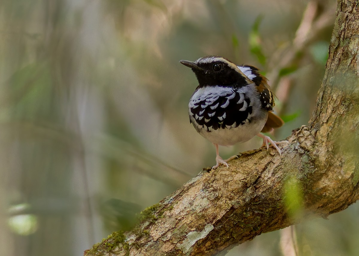 White-bibbed Antbird - ML641532129
