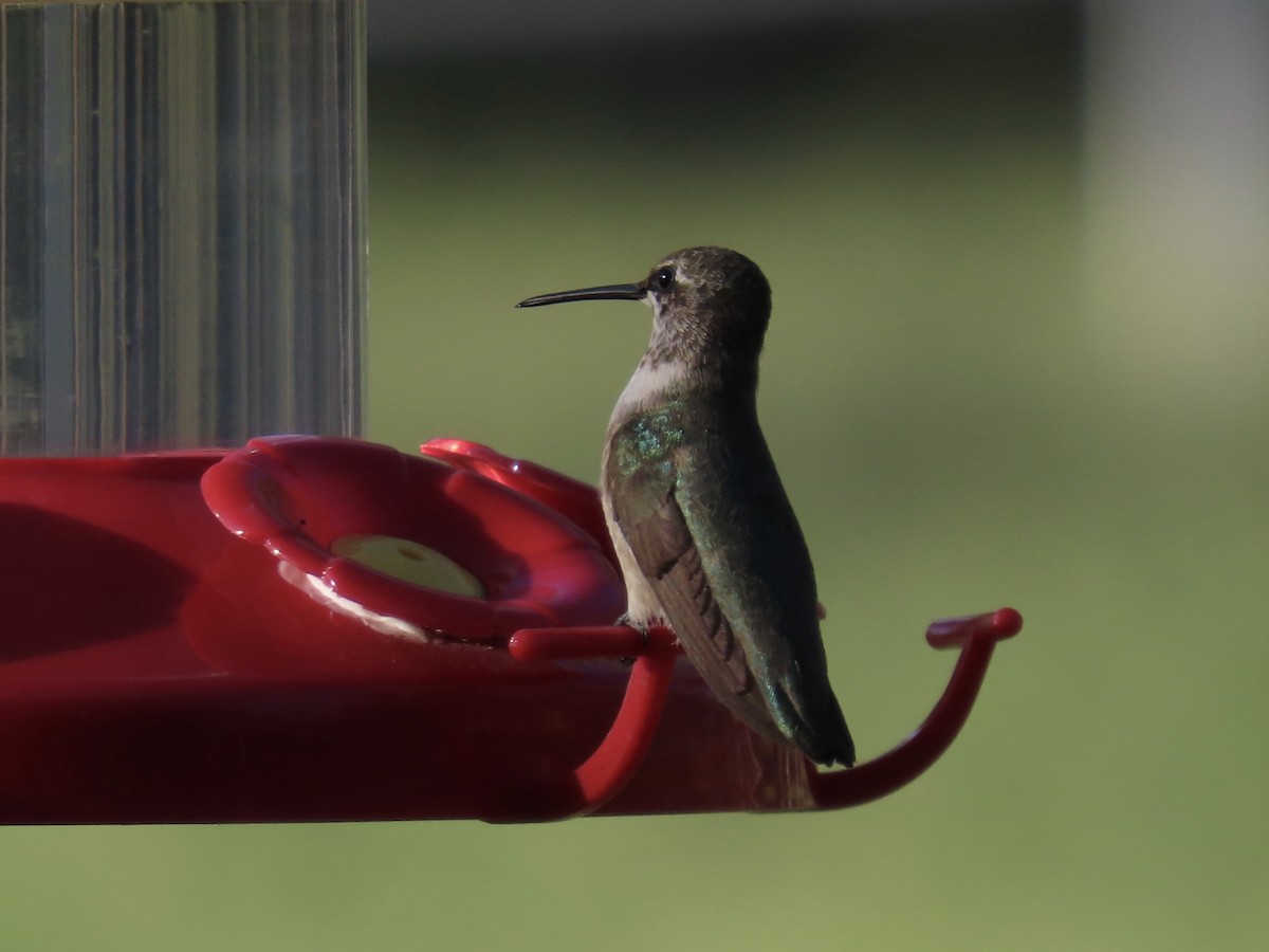 Black-chinned Hummingbird - ML641532132