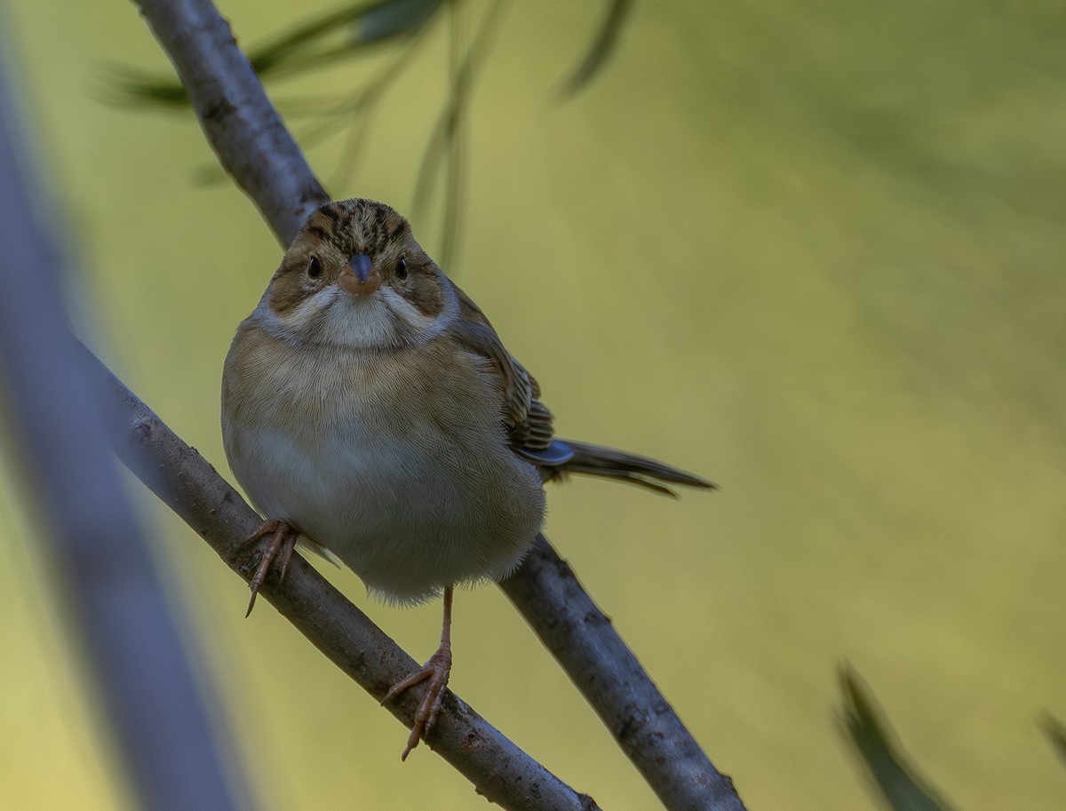 Clay-colored Sparrow - ML641532134