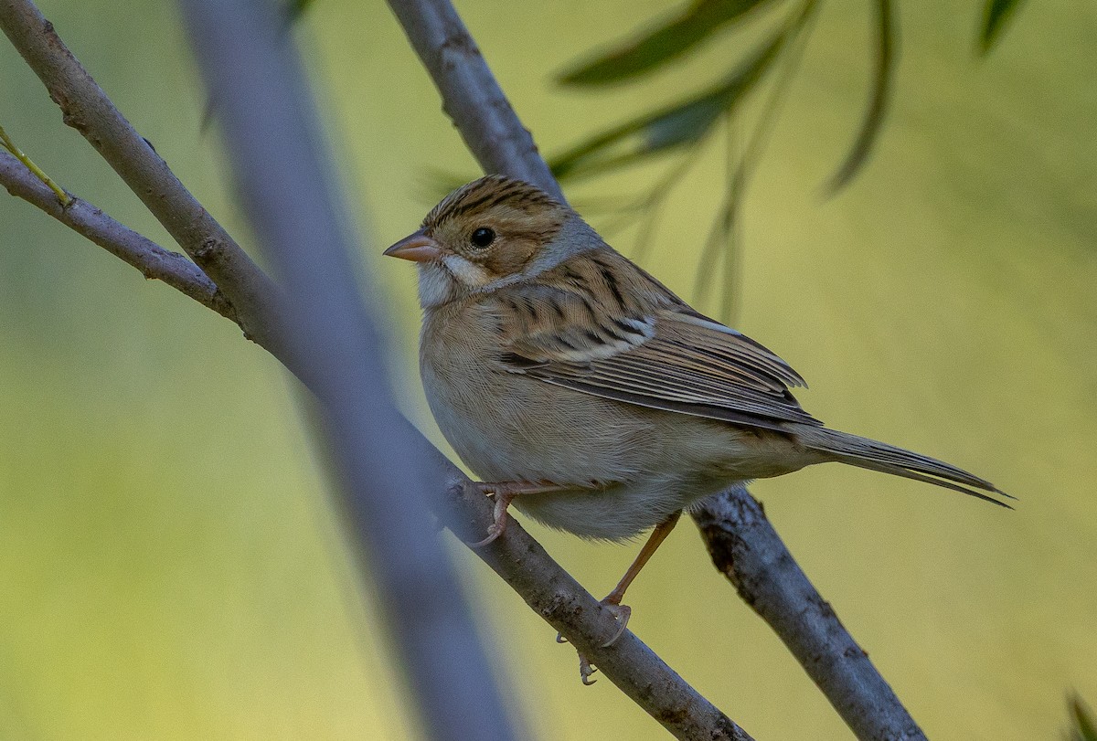 Clay-colored Sparrow - ML641532135