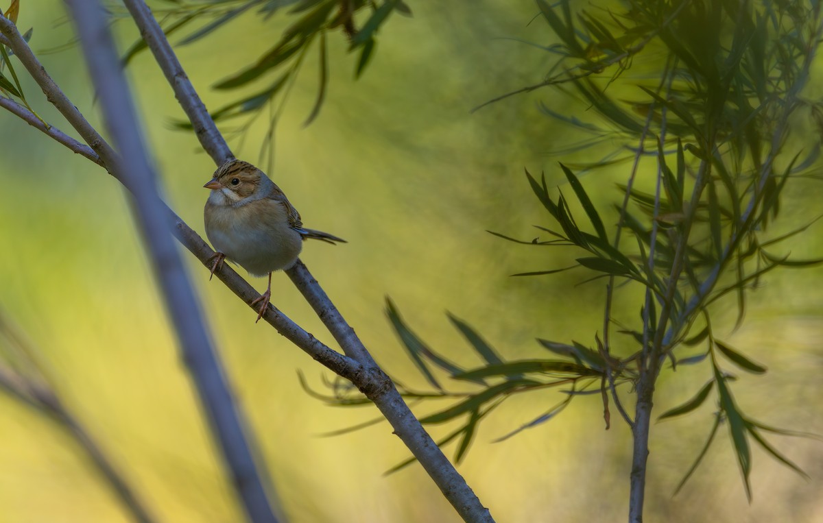 Clay-colored Sparrow - ML641532136