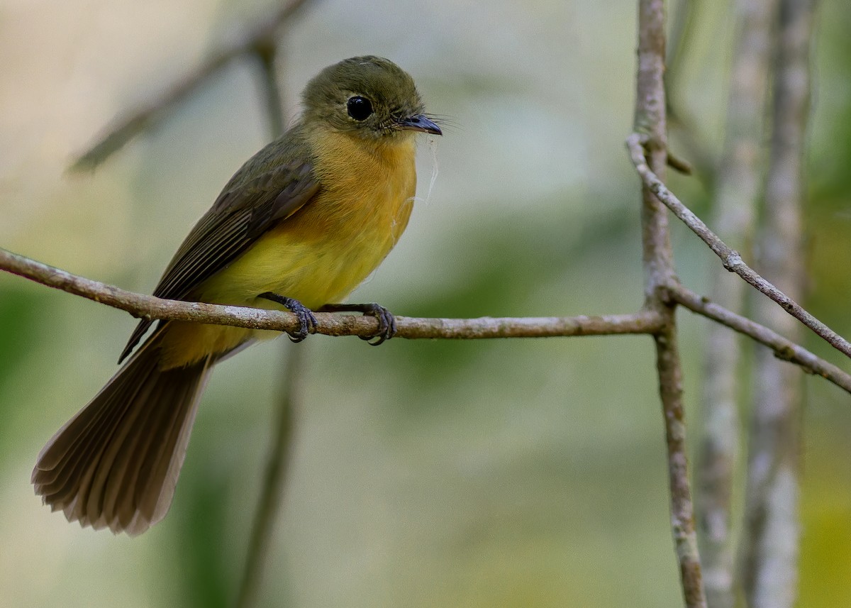 Whiskered Flycatcher - ML641532139