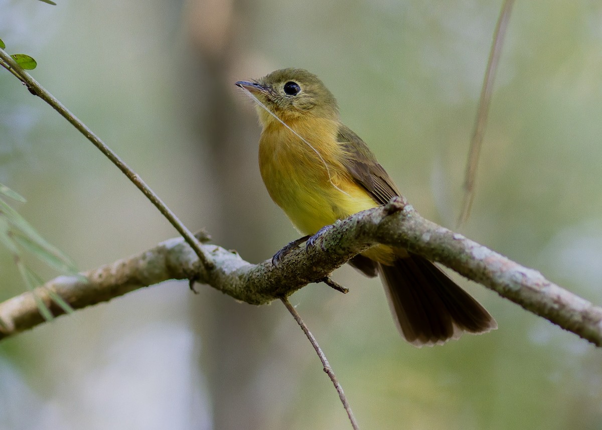 Whiskered Flycatcher - ML641532140