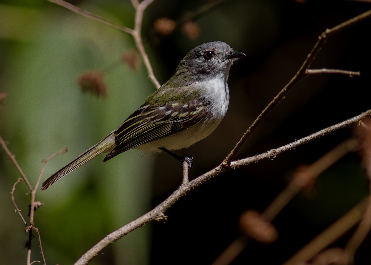 Gray-headed Elaenia - ML641532149
