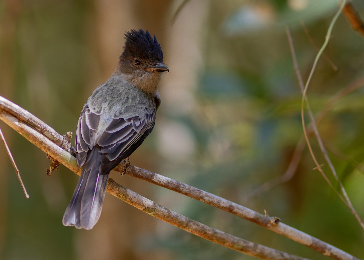 Sibilant Sirystes - ML641532154