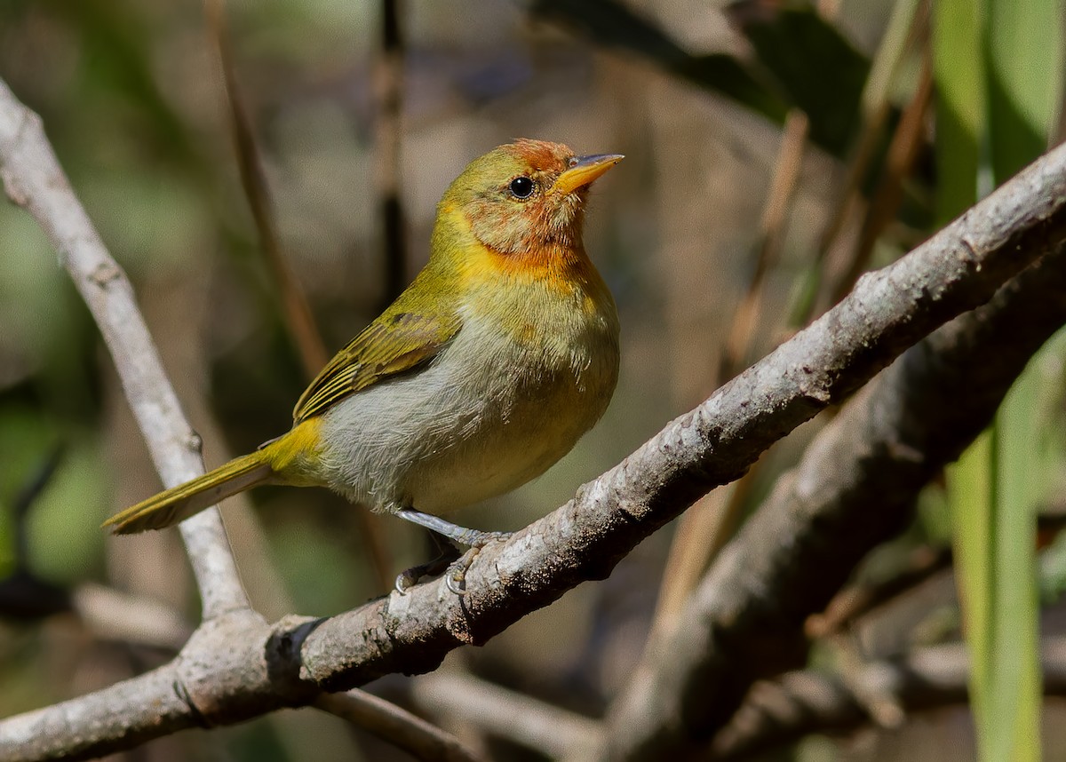Rufous-headed Tanager - ML641532170