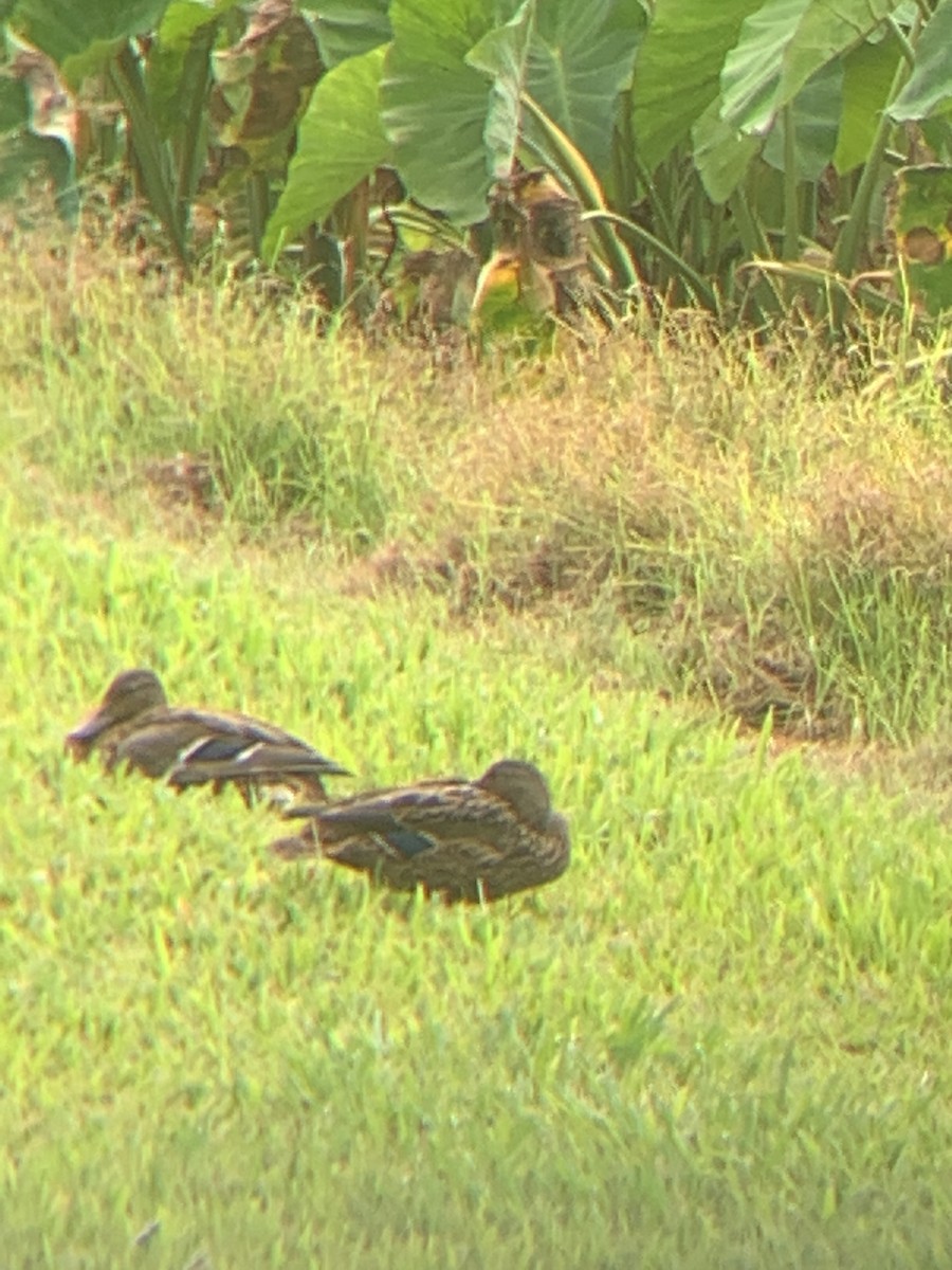 Hawaiian Duck - ML641532174