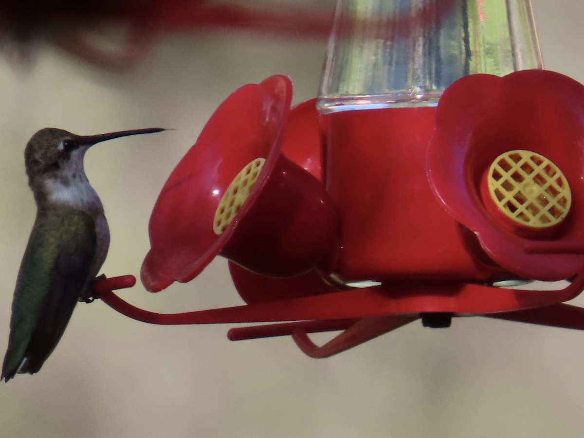 Black-chinned Hummingbird - ML641532175