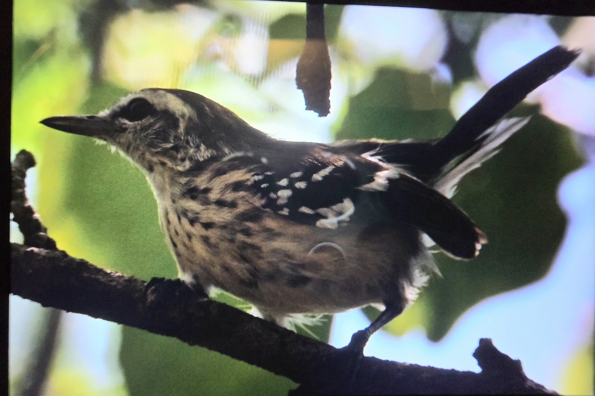 Northern White-fringed Antwren - ML641532183