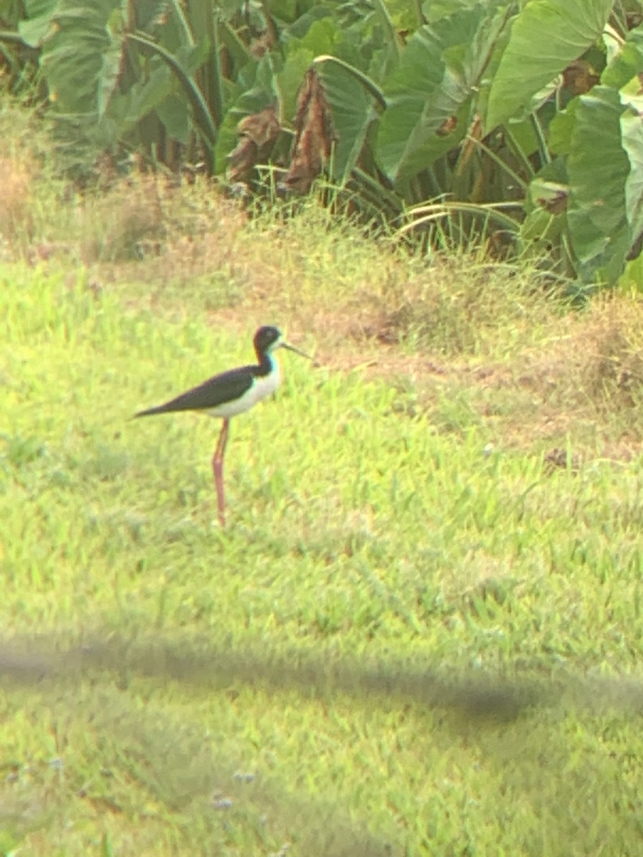 Black-necked Stilt (Hawaiian) - ML641532192