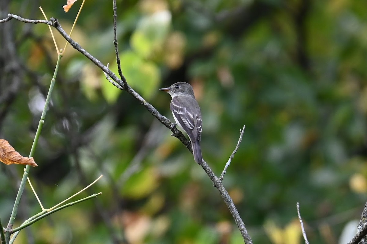 Eastern Wood-Pewee - ML641532204