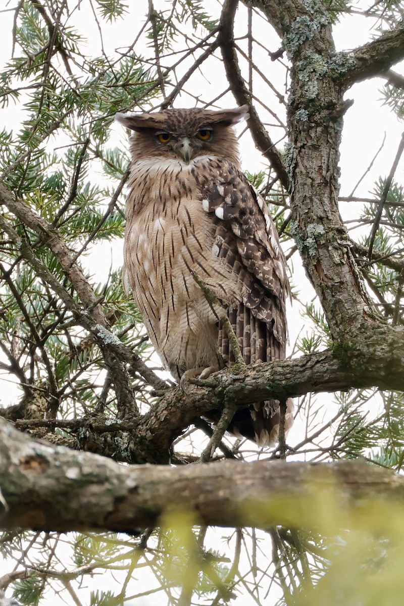 Brown Fish-Owl - ML641532223