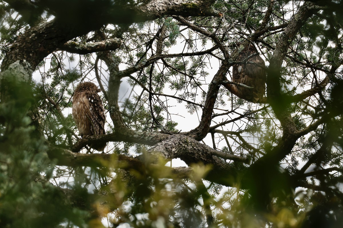 Brown Fish-Owl - ML641532228