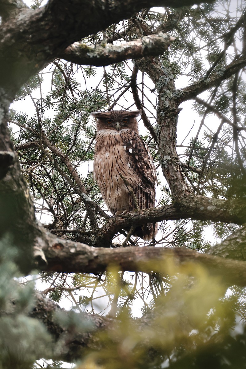 Brown Fish-Owl - ML641532229