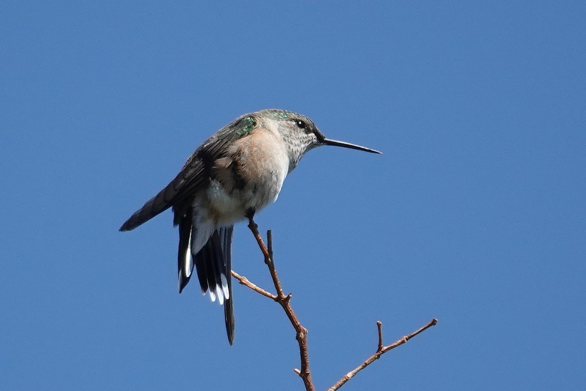 Broad-tailed Hummingbird - ML641532248