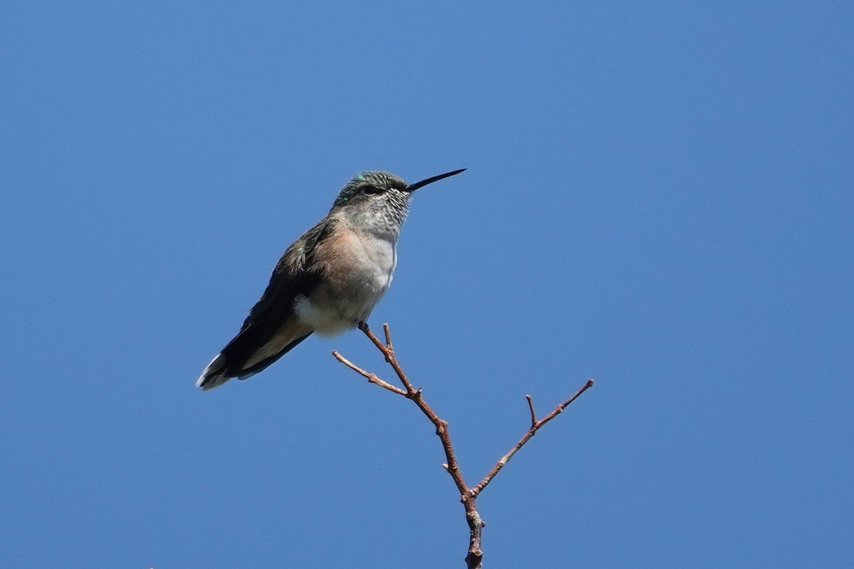 Broad-tailed Hummingbird - ML641532249