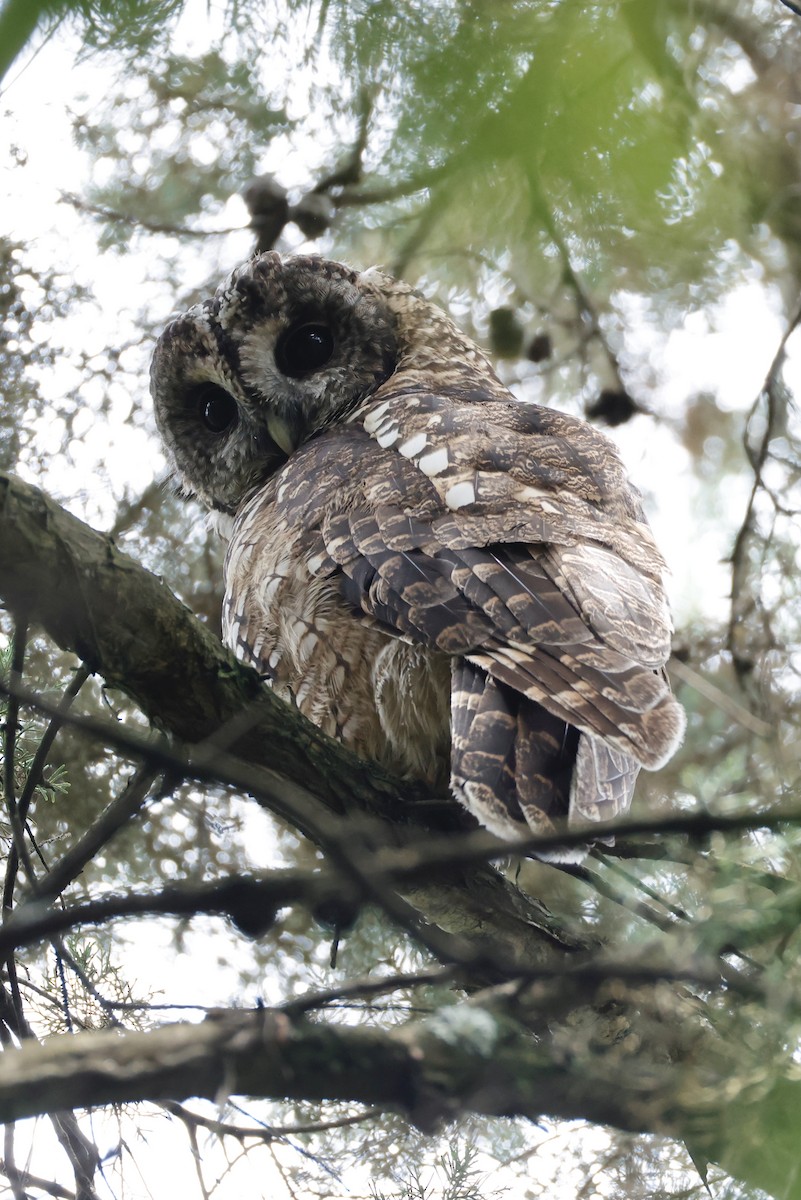 Himalayan Owl - ML641532253
