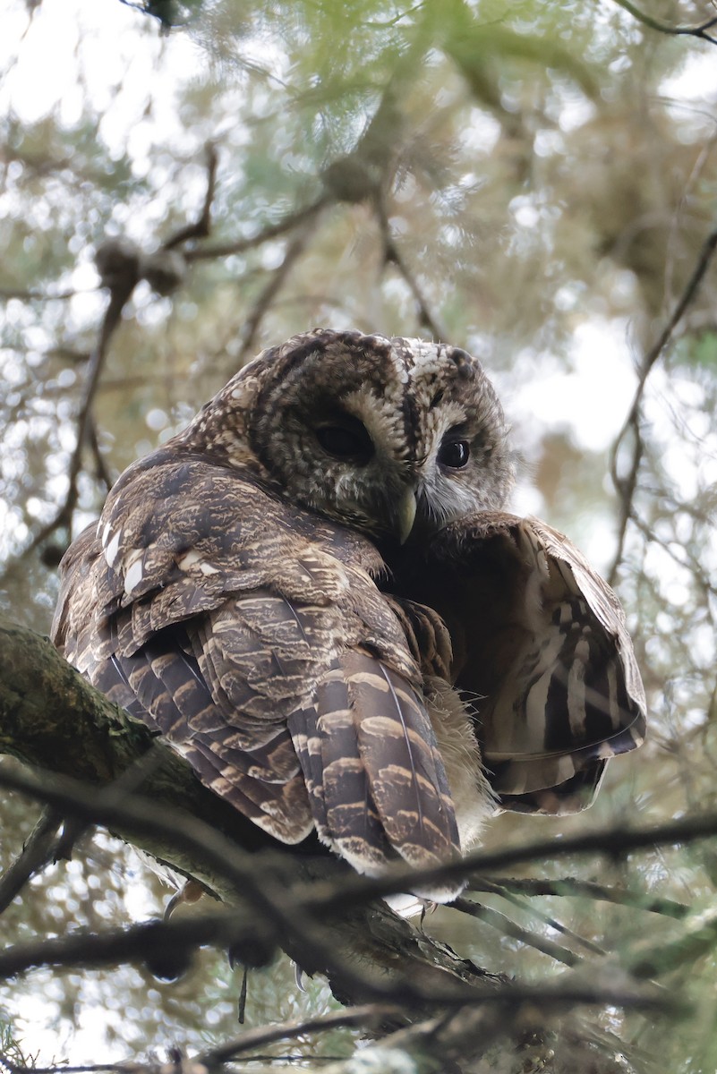 Himalayan Owl - ML641532254