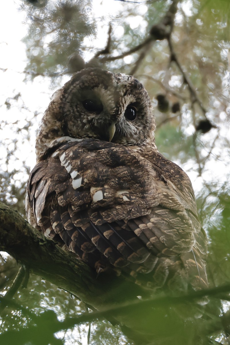 Himalayan Owl - ML641532256