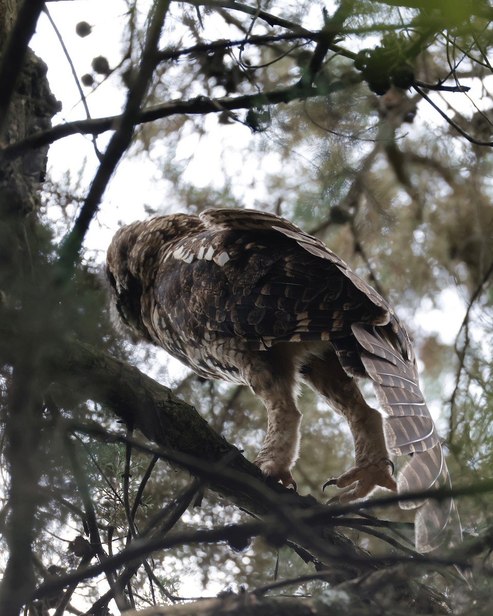 Himalayan Owl - ML641532257